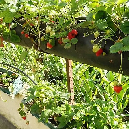 Bed & Breakfast Casa Da Pedrosa *