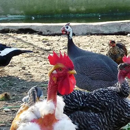 Casa Da Pedrosa Bed & Breakfast *