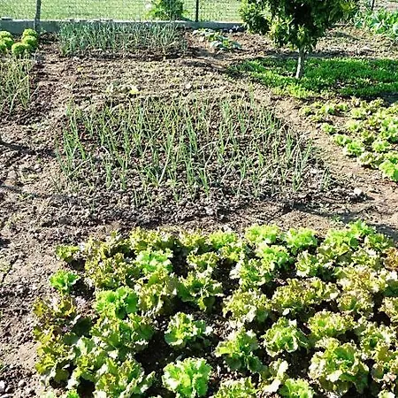 Casa Da Pedrosa Bed & Breakfast *