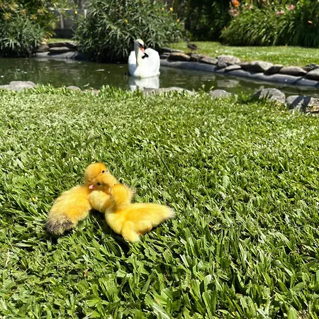 Casa Da Pedrosa Ponte de Lima