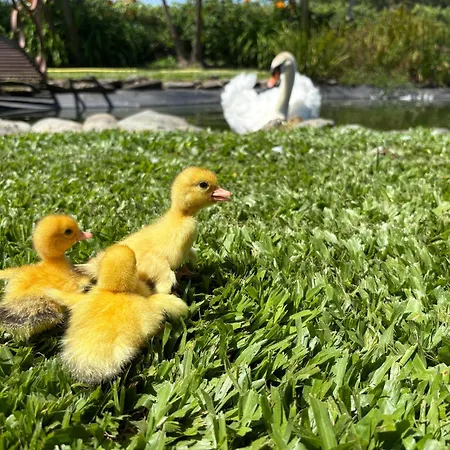 Casa Da Pedrosa Bed & Breakfast *