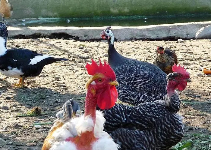 Casa Da Pedrosa Nocleg ze śniadaniem *