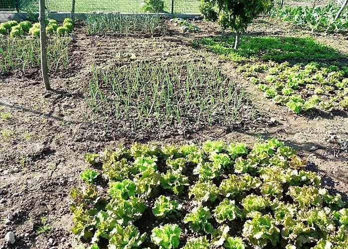 Casa Da Pedrosa Nocleg ze śniadaniem *