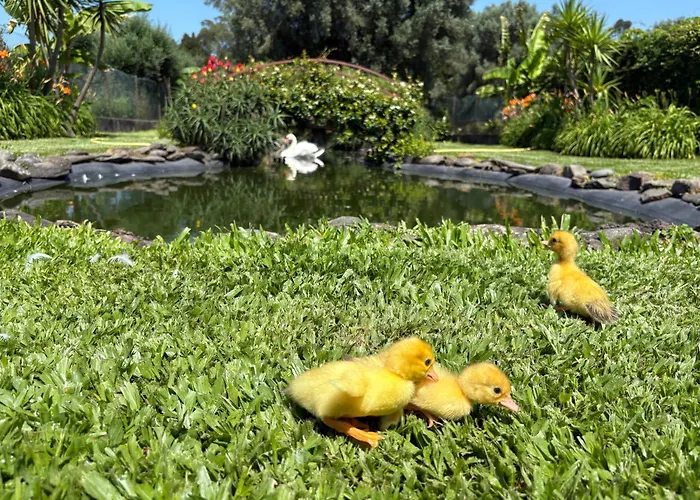 Casa Da Pedrosa Nocleg ze śniadaniem Ponte de Lima